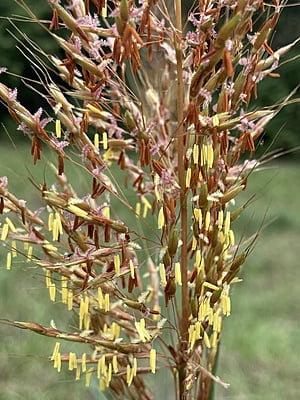  Sorghastrum nutans (Indian grass)