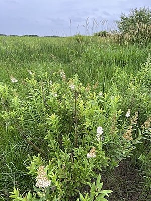 Spiraea alba (Meadowsweet)