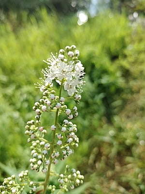 Spiraea alba (Meadowsweet)