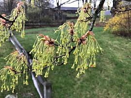 Acer saccharum (Sugar maple)