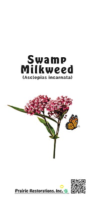 Asclepias incarnata (Swamp Milkweed)