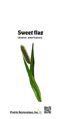 Acorus americanus (Sweet Flag) Seed Packet