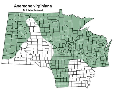 Anemone virginiana (Tall thimbleweed) Seed Packet