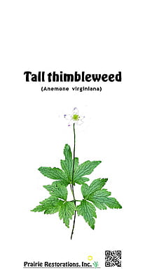 Anemone virginiana (Tall thimbleweed) Seed Packet