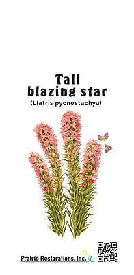 Liatris pycnostachya (Tall Blazing Star) Seed Packet