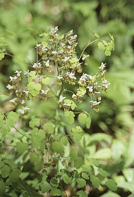Thalictrum dioicum (Early meadow rue)