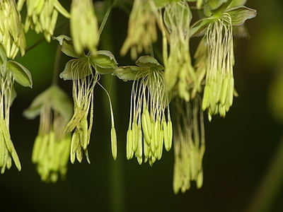 Thalictrum dioicum (Early meadow rue)