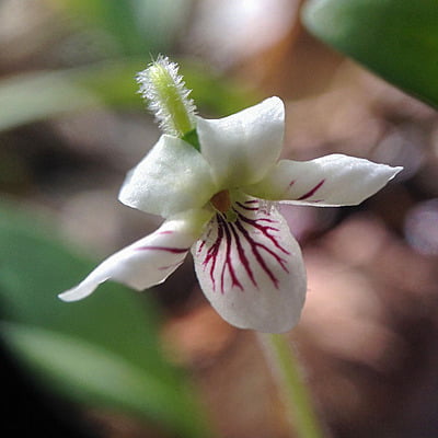 Viola blanda (Sweet white violet)