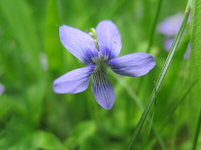 Viola cucullata (Blue marsh violet)