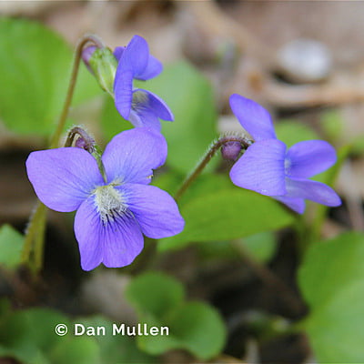 Viola cucullata (Blue marsh violet)