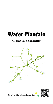 Alisma subcordatum (Water Plantain) Seed Packet
