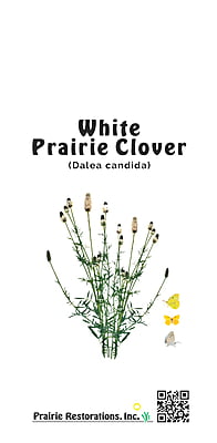 Dalea candida (White prairie clover)