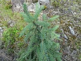 Picea glauca (White spruce)