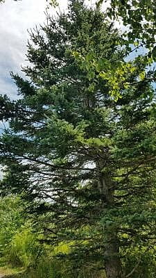 Picea glauca (White spruce)