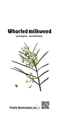 Asclepias verticillata (Whorled milkweed) Seed Packet