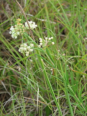 Asclepias verticillata (Whorled milkweed) Seed Packet