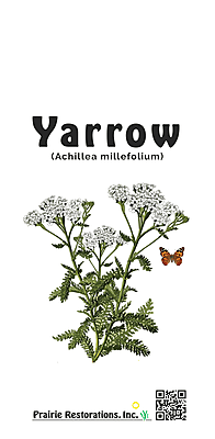 Achillea millefolium (Yarrow)