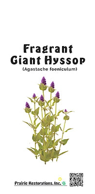 Agastache foeniculum (Fragrant Giant Hyssop) Seed