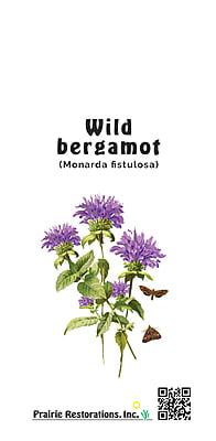 Monarda fistulosa (Wild Bergamot) Seed