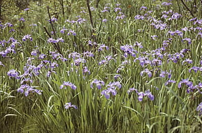 Iris versicolor (Blue Flag Iris) Seed Packet