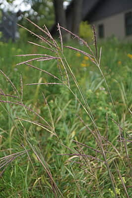 Andropogon gerardii (Big Bluestem) Seed
