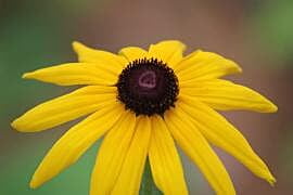 Rudbeckia hirta (Black-eyed Susan) Seed