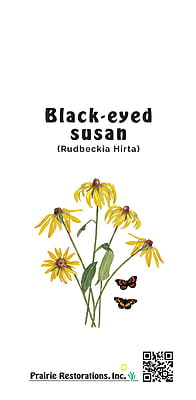 Rudbeckia hirta (Black-eyed Susan) Seed