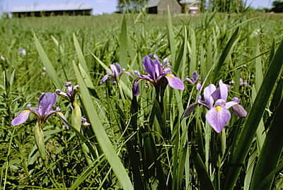 Iris versicolor (Blue Flag Iris) Seed Packet