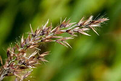 Blue Joint Grass (Calamagrostis canadensis) Seed 1 oz.