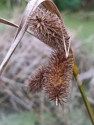 Carex comosa (Bottlebrush sedge)