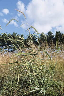 2024 Tall Prairie Grass Mix 