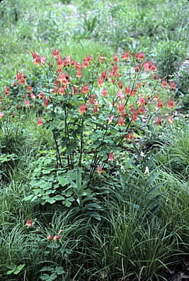 Aquilegia canadensis (Columbine) Seed Packet