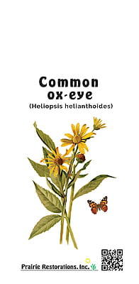 Heliopsis helianthoides (Common Ox-eye) Seed