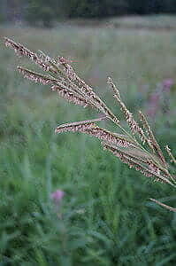 Spartina pectinata (Cord Grass)