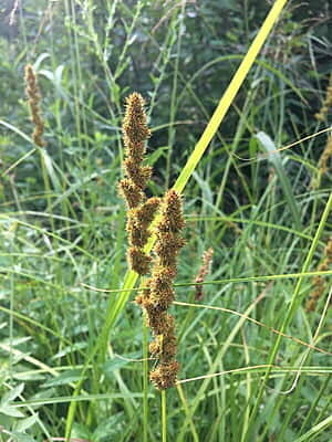 Carex vulpinoidea (Fox sedge)