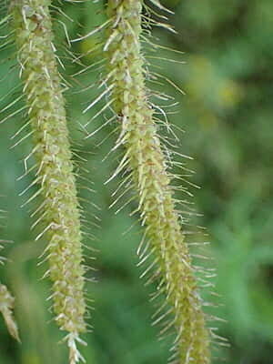 Carex crinita (Fringed sedge) Seed