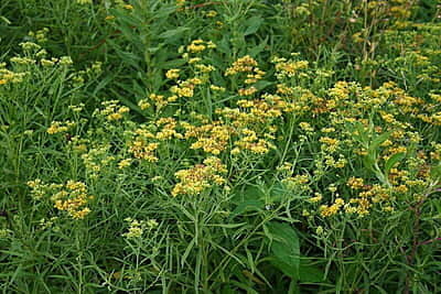 Euthamia graminifolia (Grass-leaved goldenrod) Seed Packet