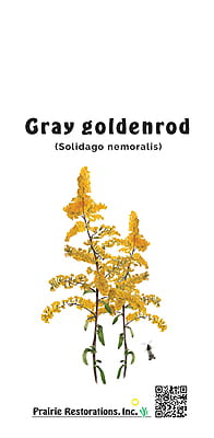 Solidago nemoralis (Gray goldenrod) Seed Packet