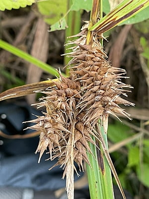 Carex lupulina (Hop Sedge) Seed