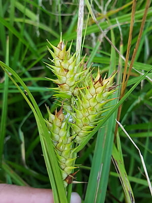 Carex lupulina (Hop Sedge) Seed