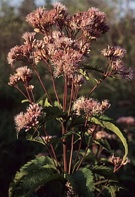 Eutrochium maculatum (Joe-pye Weed) Seed