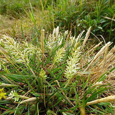 Koeleria macrantha (June Grass) Seed