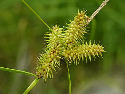 Carex retrorsa (Knotsheath Sedge) Seed