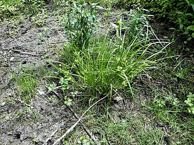 Carex retrorsa (Knotsheath Sedge) Seed