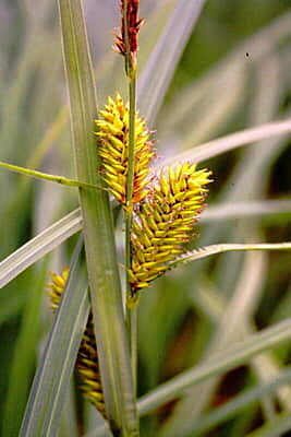 Carex lucustris (Lake Sedge) Seed 1 oz.
