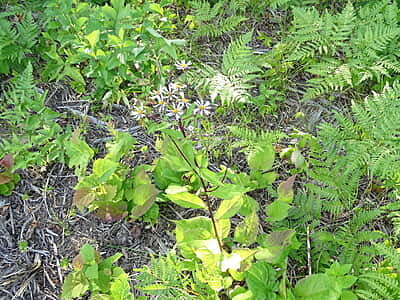Eurybia macrophylla (Large-leaved Aster) Seed