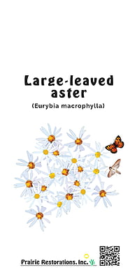 Eurybia macrophylla (Large-leaved Aster) Seed