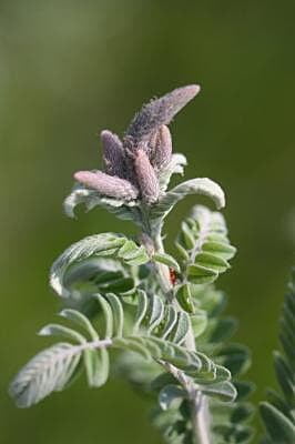 Amorpha canescens (Lead Plant) Seed
