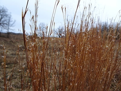 2024 Short Prairie Grass Mix 