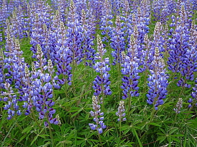 Lupinus perennis (Wild lupine) 6-pack-6-pack Live Plants